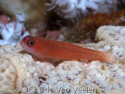 Goby taken at Sharksbay. According to Red Sea Reef guide ... by Nikki Van Veelen 